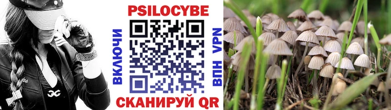 где купить   Тогучин  Псилоцибиновые грибы GOLDEN TEACHER 